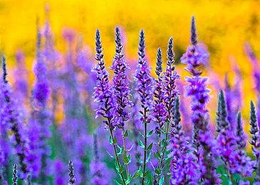 PS5“炫彩”配色外设预购开启 手柄定价79.99美元