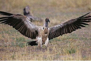 体验全新玩法《宝可梦传说：阿尔宙斯》正式上市